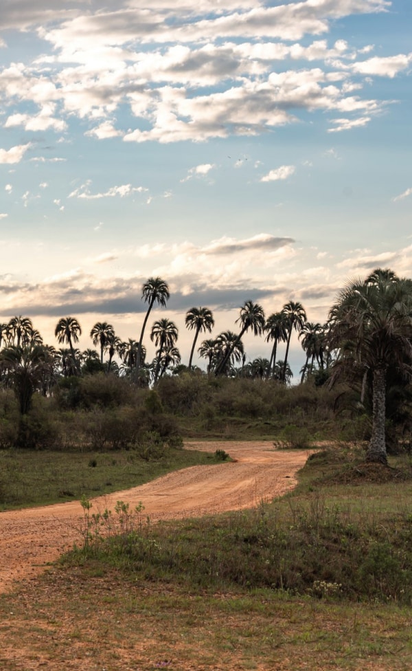 Parque Nacional El Palmar